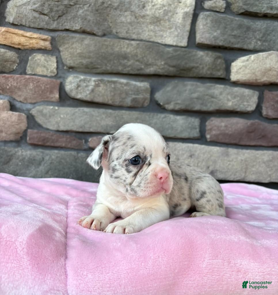 Frenchton dogs Daisy  - Ad 1