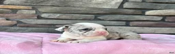 Frenchton dogs for sale: Daisy  - Ad 1