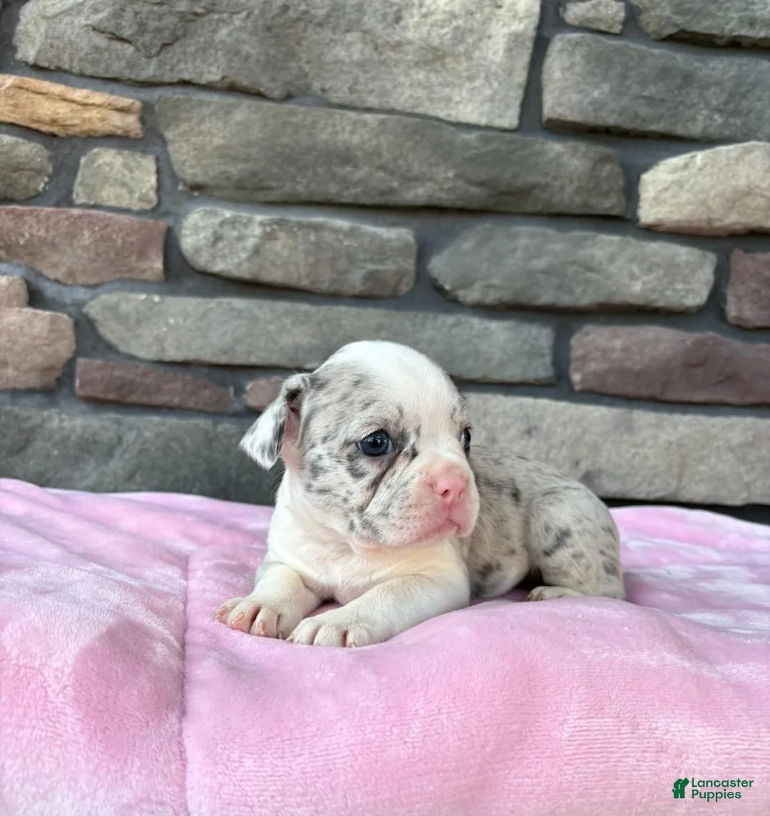 Frenchton dogs for sale: Daisy  - Ad 1
