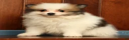 Pomeranian dogs for sale: Mitch - Ad 3
