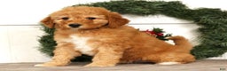 Mini Goldendoodle dogs for sale: Emiko - Ad 6