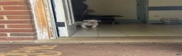 Mixed Breed dogs for sale: Bruno - Ad 12