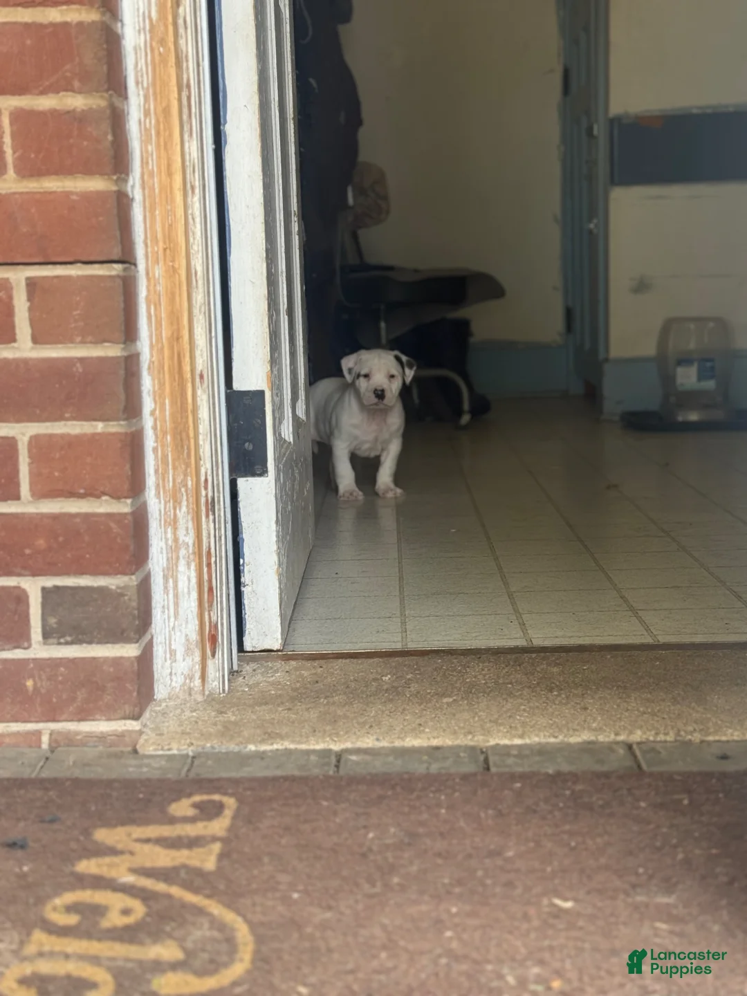 Mixed Breed dogs for sale: Bruno - Ad 12