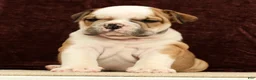 English Bulldog dogs for sale: Jasper - Ad 5