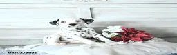 Dalmatian dogs for sale: Max - Ad 3