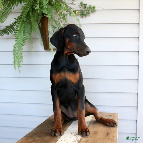 Doberman Pinscher dogs Waverly - Ad 2