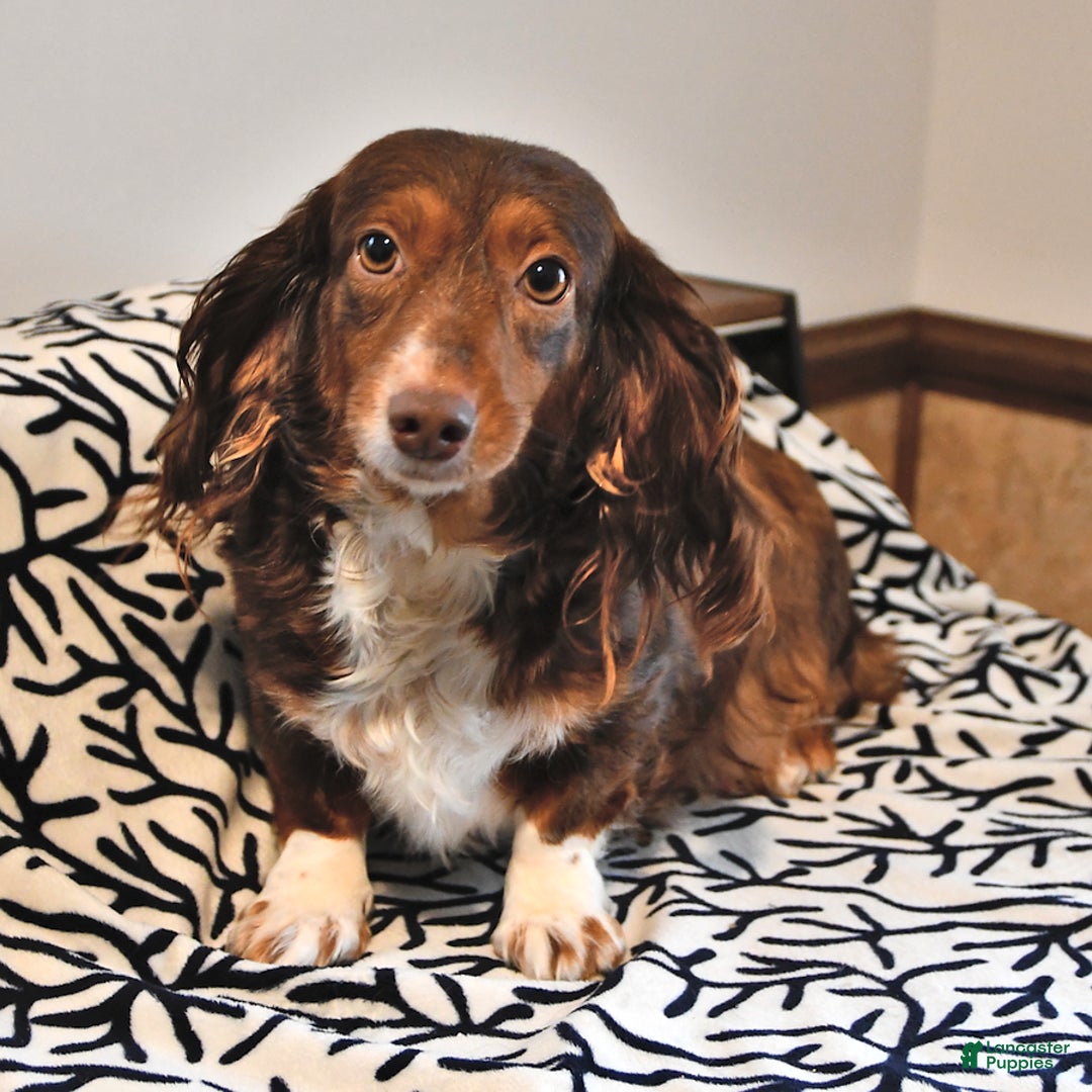 Miniature Dachshund dogs for sale: Stella - Ad 6