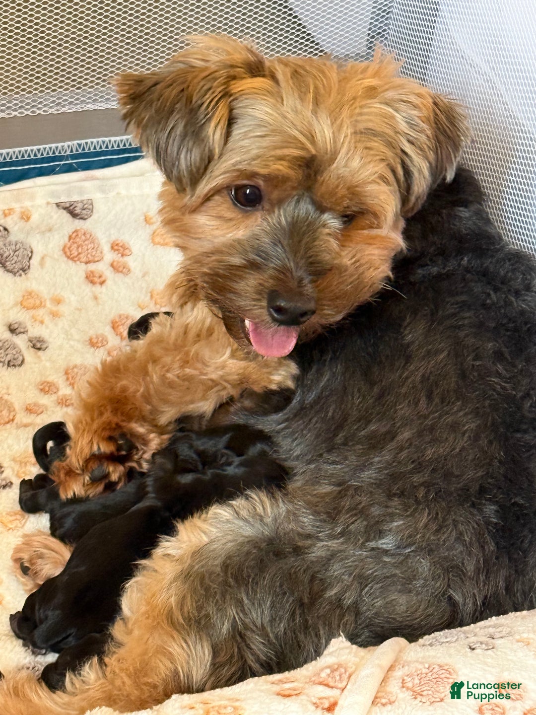 Gallery Image {{count}}