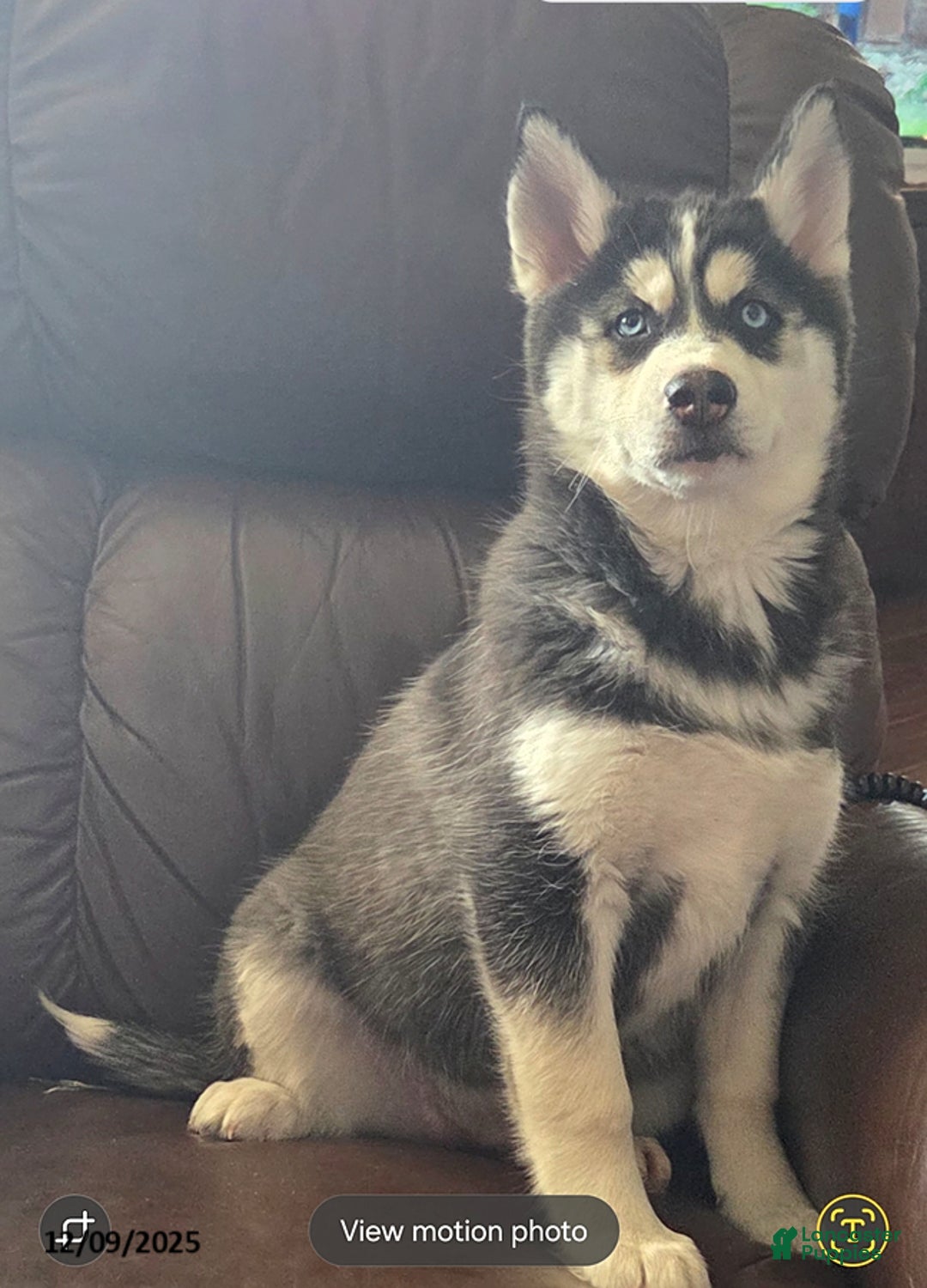 Siberian Husky dogs for sale: Valerie - Ad 1