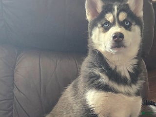 Siberian Husky dogs Valerie - Ad 3