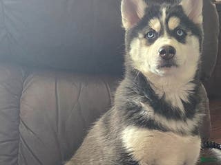 Siberian Husky dogs Valerie - Ad 39