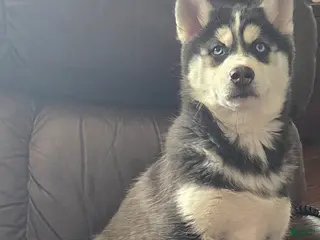 Siberian Husky dogs Valerie - Ad 39