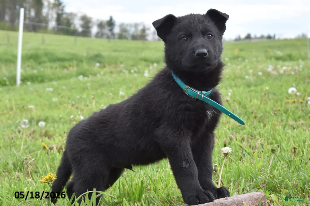 German Shepherd dogs for sale: Rumble - Ad 1