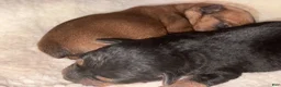 Yorkshire Terrier dogs for sale: Benny - Ad 6
