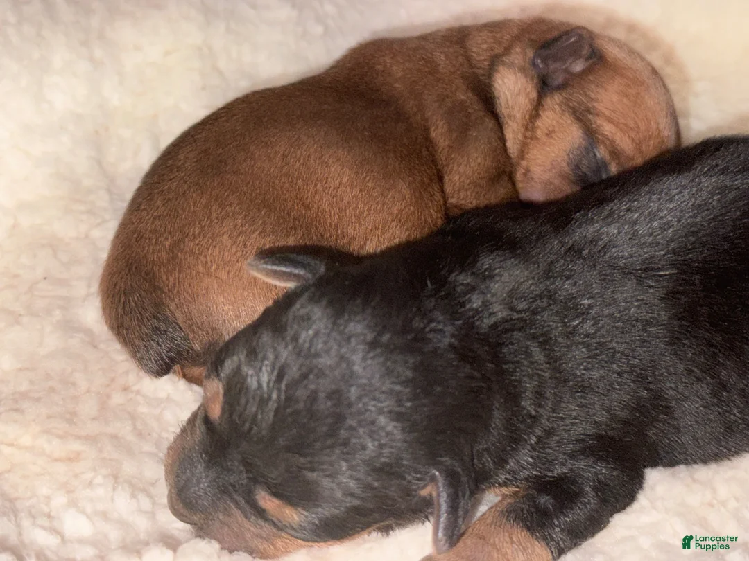 Yorkshire Terrier dogs for sale: Benny - Ad 6
