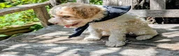 Miniature Poodle dogs for sale: Michaelageo  - Ad 4