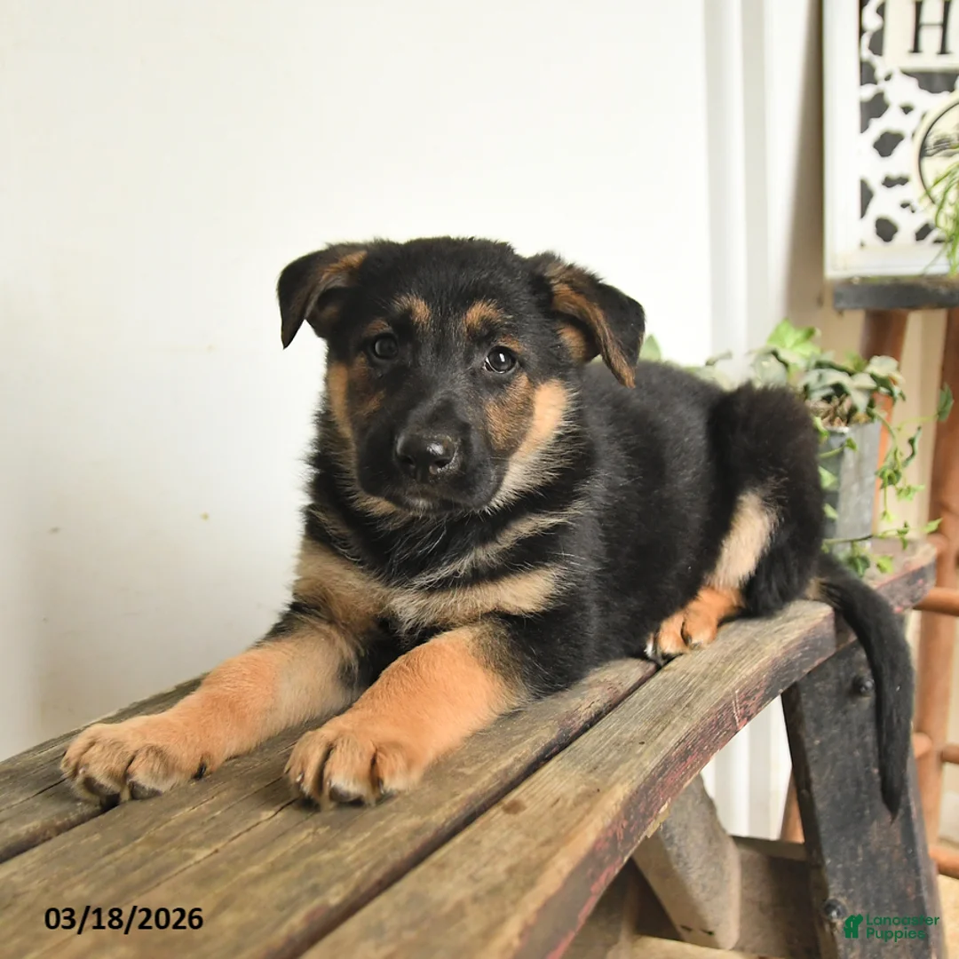 Mixed Breed dogs for sale: Chief - Ad 3
