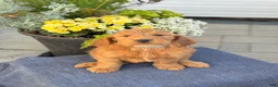 Goldendoodle dogs for sale: Tommy - Ad 3