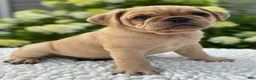 Mixed Breed dogs for sale: Gunner  - Ad 3