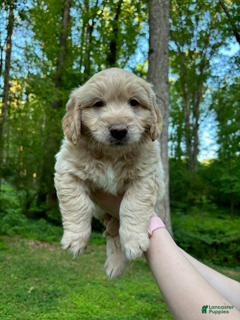 Mixed Breed dogs Milo - Ad 2