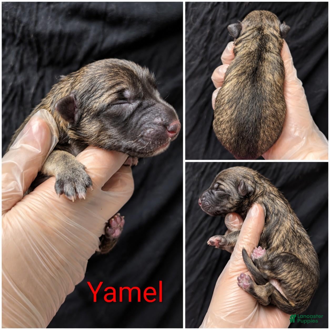 German Shepherd dogs Yamel - Ad 1