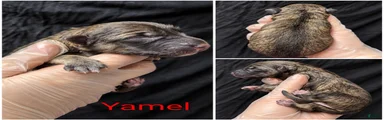 Yamel