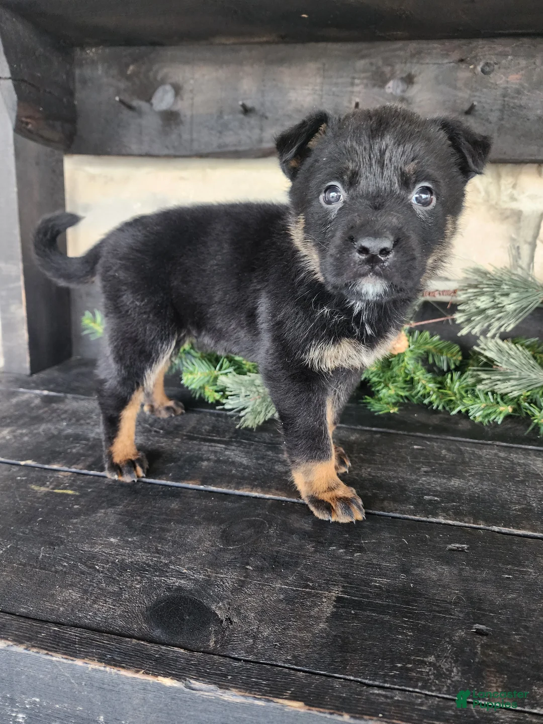 Mixed Breed dogs for sale: Ricky - Ad 2