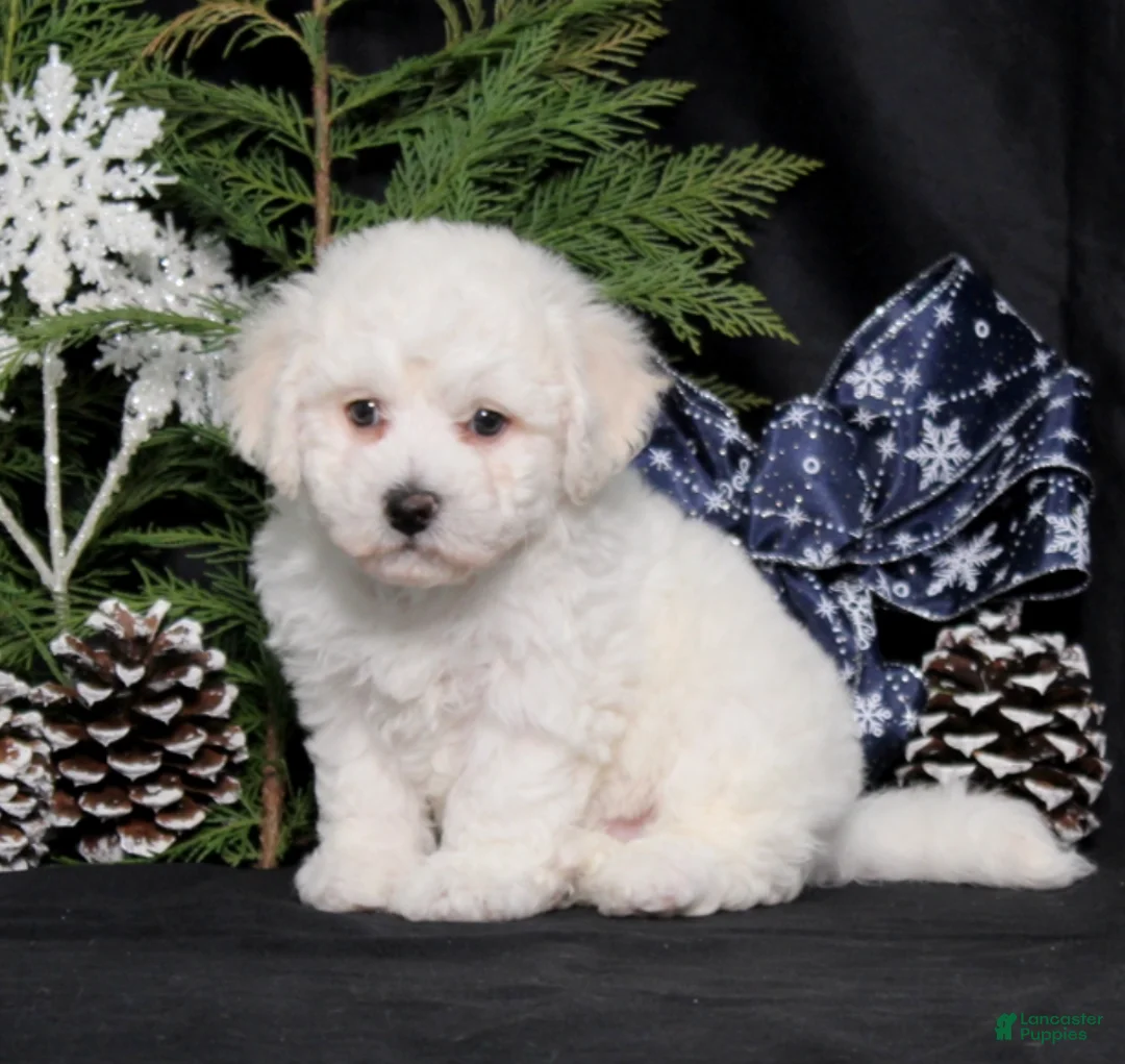 Bichon Frise dogs for sale: Waldo - Ad 1