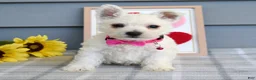 West Highland Terrier dogs for sale: Brianna - Ad 9
