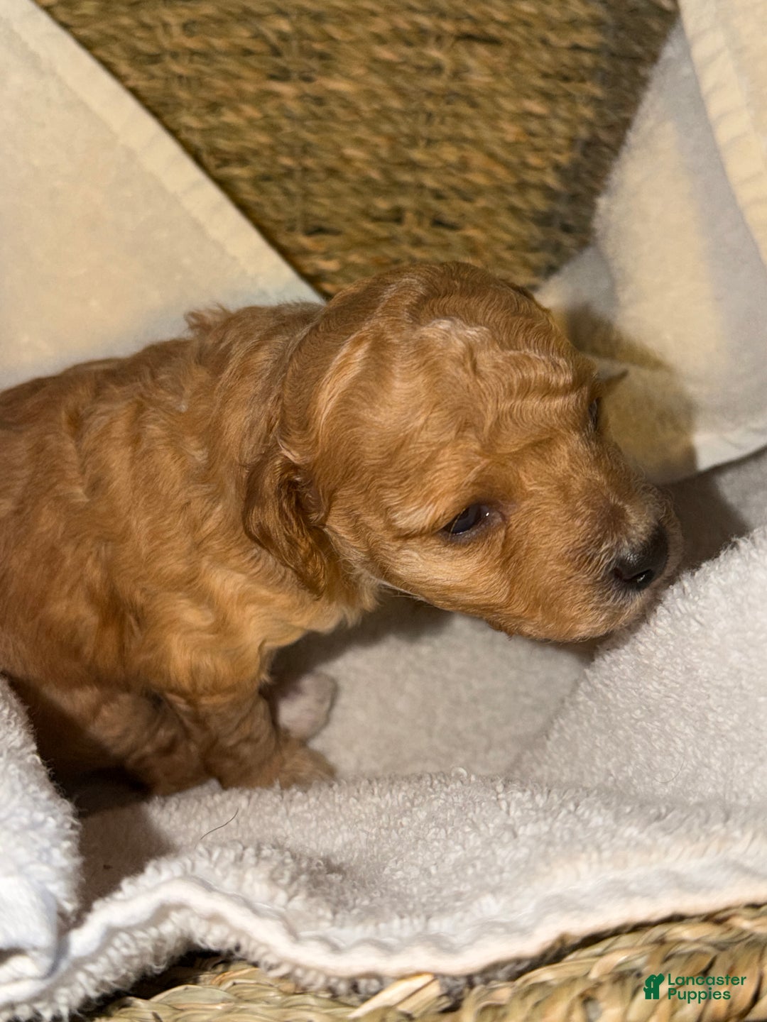 Miniature Poodle dogs for sale: AKC Miniature Poodle Puppy White - Ad 1