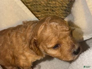 Miniature Poodle dogs AKC Miniature Poodle Puppy White - Ad 5