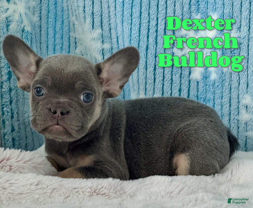 French Bulldog dogs for sale: Dexter - Ad 1