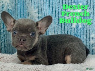 French Bulldog dogs Dexter - Ad 31