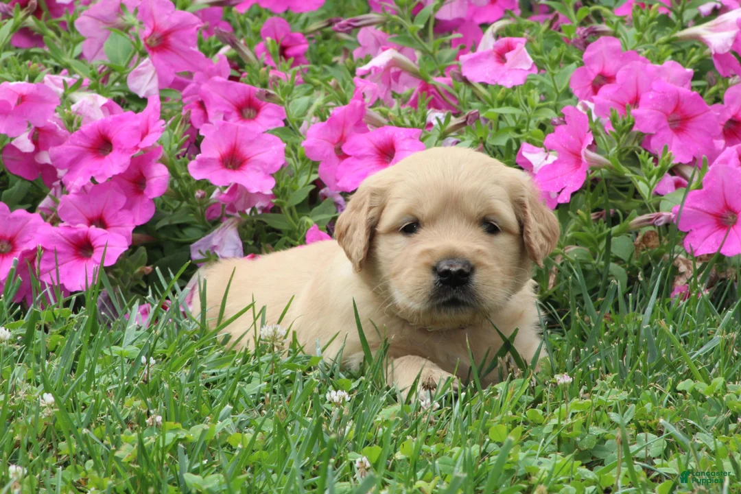 Golden Retriever dogs for sale: Amber - Ad 1