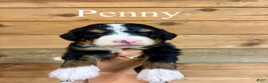 Penny