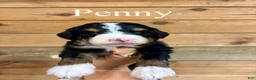 Bernedoodle dogs for sale: Penny - Ad 1