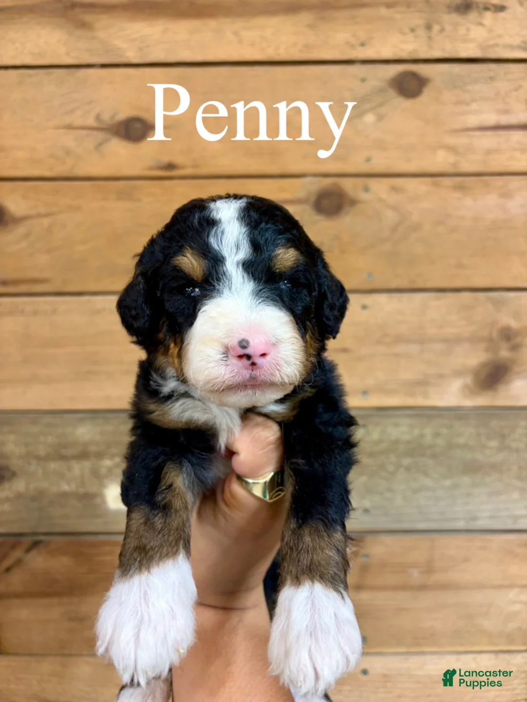 Bernedoodle dogs for sale: Penny - Ad 1