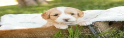 Mixed Breed dogs for sale: Tinker Bell MUNCHKIN BERNEDOODLE - Ad 10