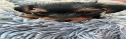 Yorkshire Terrier dogs for sale: Boy yorkie ckc - Ad 16