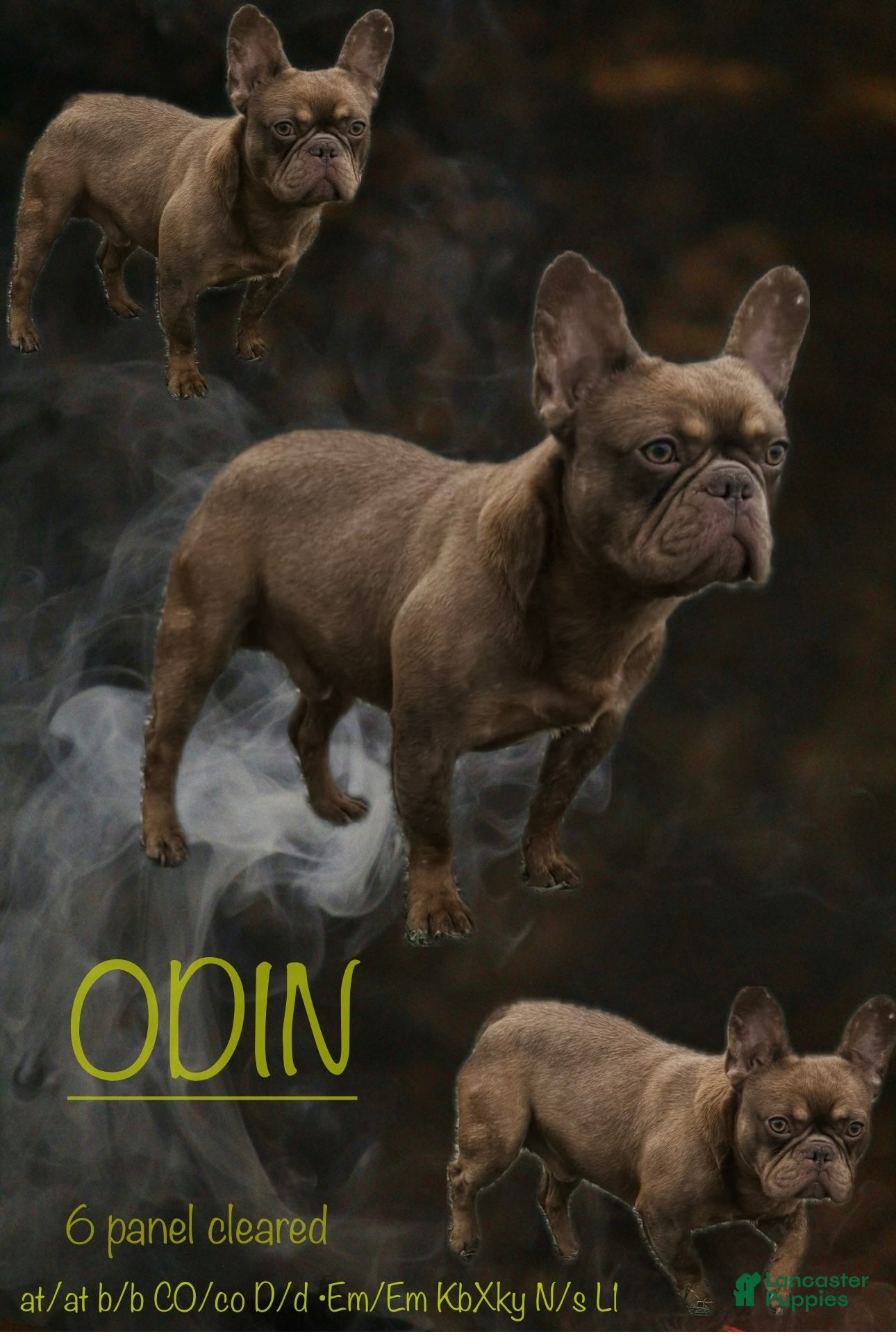 French Bulldog dogs Odin  - Ad 22
