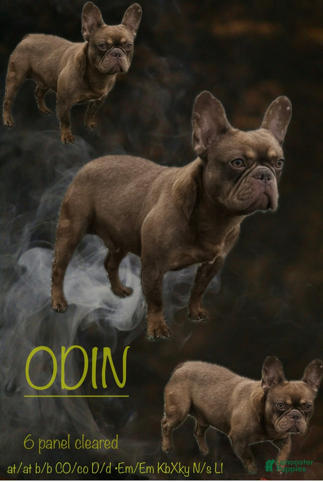 French Bulldog dogs for stud: Odin  - Ad 1