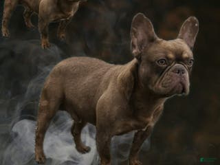 French Bulldog dogs Odin - Ad 17