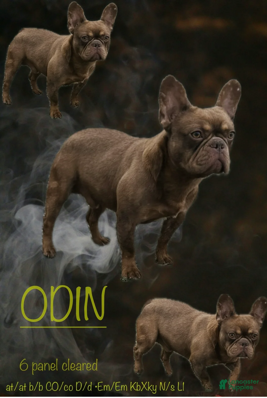 French Bulldog dogs for stud: Odin  - Ad 1