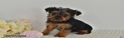 Yorkshire Terrier dogs for sale: Lula - Ad 2