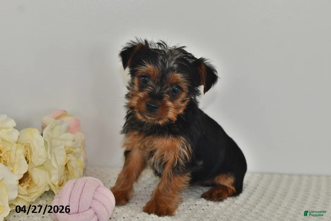 Yorkshire Terrier dogs for sale: Lula - Ad 2