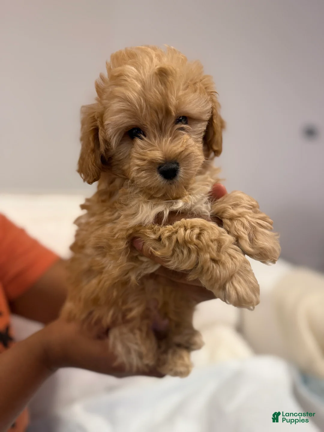 Shihpoo dogs for sale: Simba - Ad 1