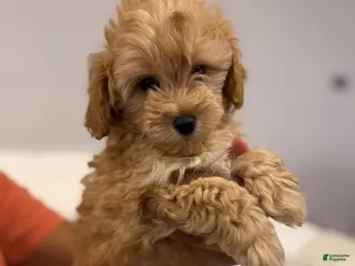 Shihpoo dogs for sale: Simba - Ad 3