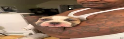 American Bully dogs for sale: Caidence  - Ad 8