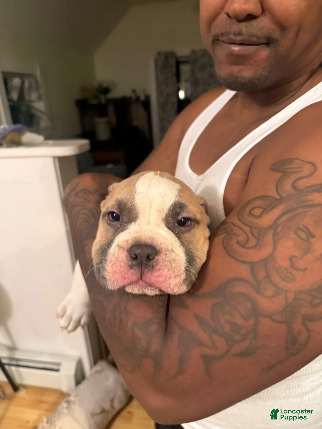 American Bully dogs for sale: Caidence  - Ad 8
