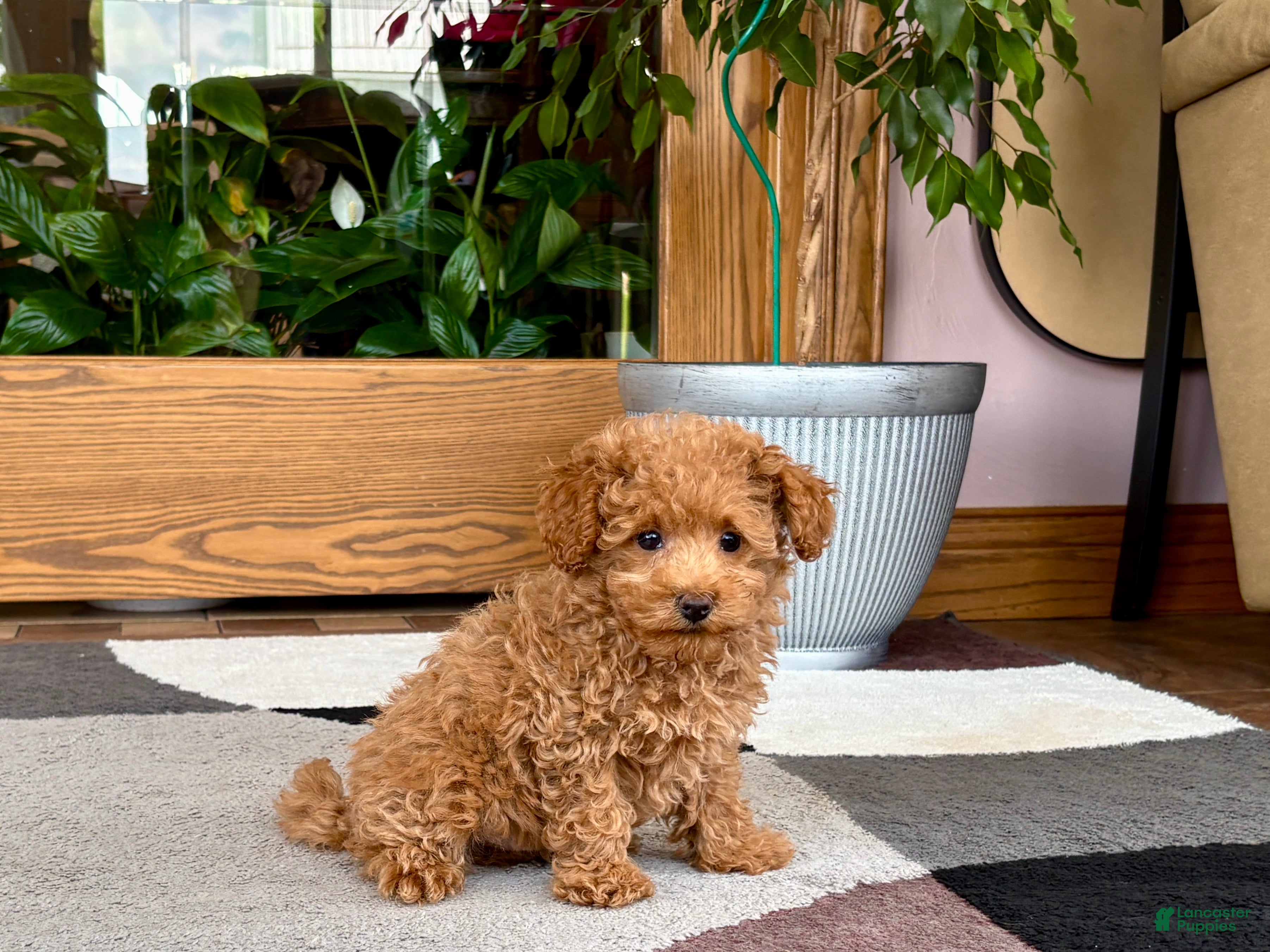 Maltipoo dogs Maltipoo 1 - Ad 1